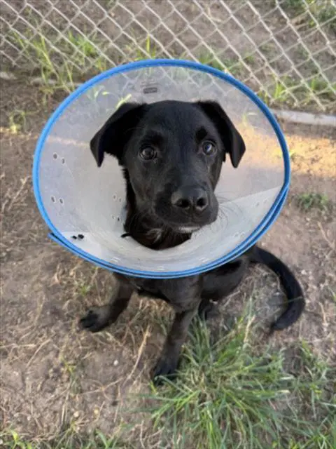 Leo - Labrador Retriever