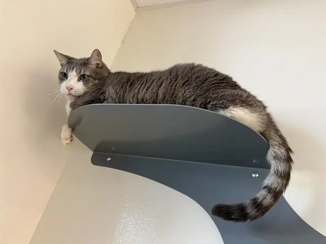 Poky - Domestic Medium Hair