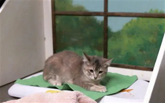 Polly image 1