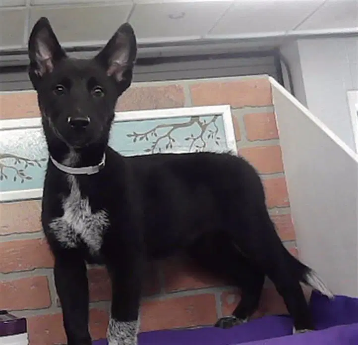 Unknown - Australian Cattle Dog/Blue Heeler