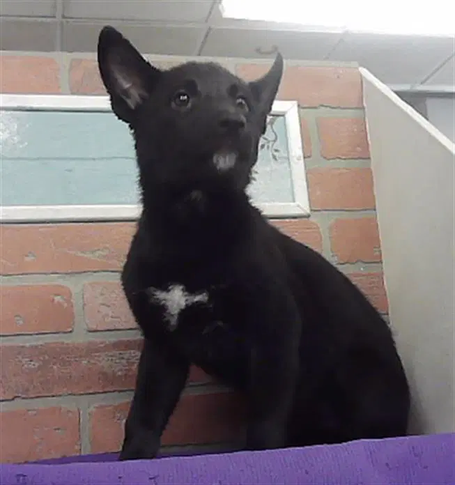 Unknown - Australian Cattle Dog/Blue Heeler