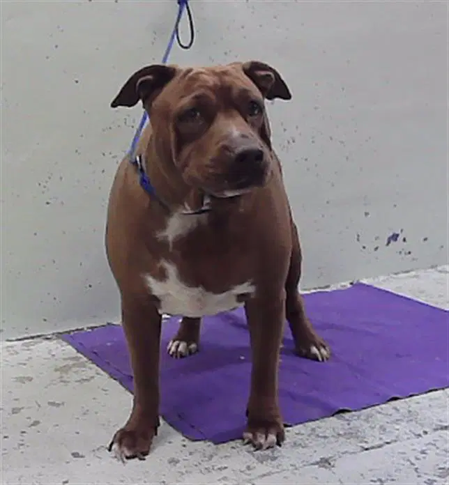 Roczy - Staffordshire Bull Terrier