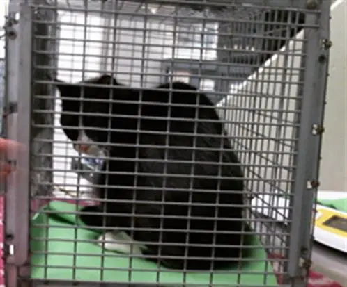 Unknown - Domestic Short Hair
