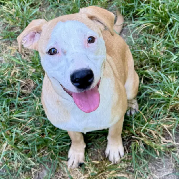 Chika - Staffordshire Bull Terrier