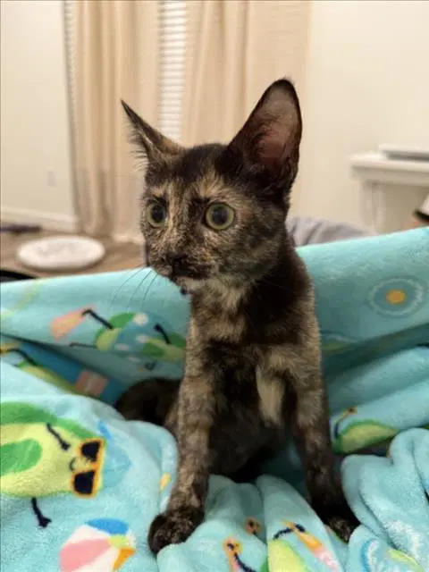 Jenny - Domestic Short Hair