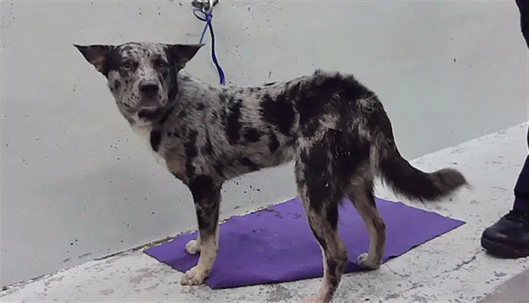 Bear - Catahoula Leopard Dog