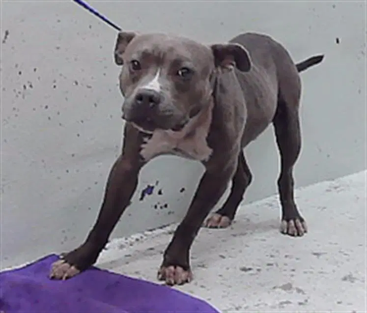 Reno - Staffordshire Bull Terrier