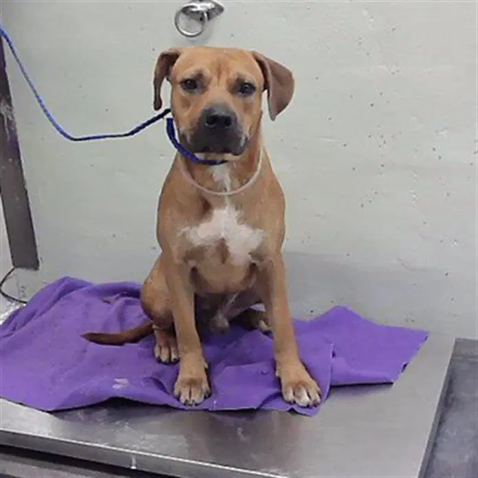 Bruce - Boxer