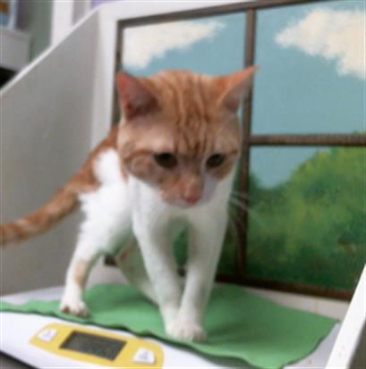 Walle