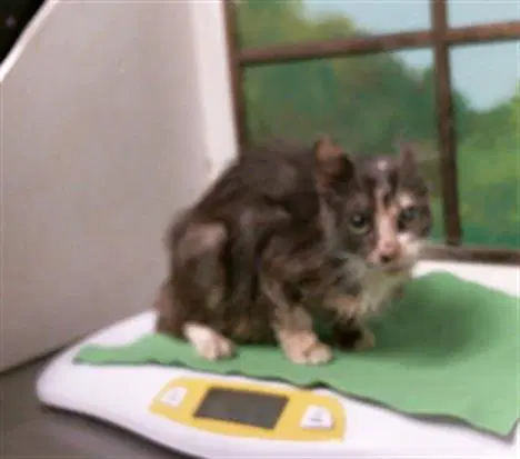 Goob - Domestic Short Hair