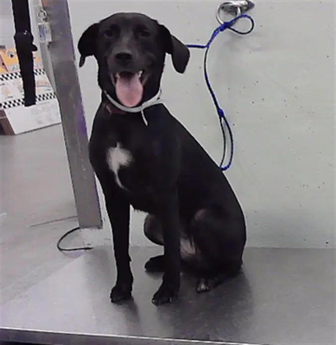 Lana - Labrador Retriever