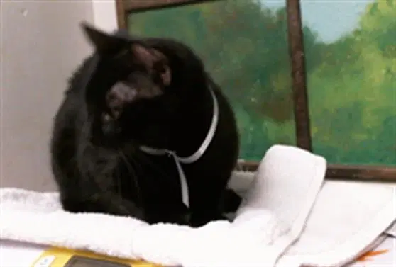 Sasha - Domestic Short Hair