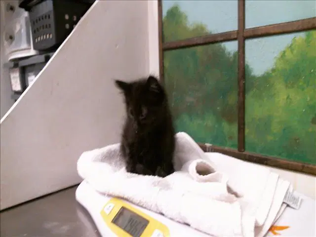 Peanut - Domestic Medium Hair