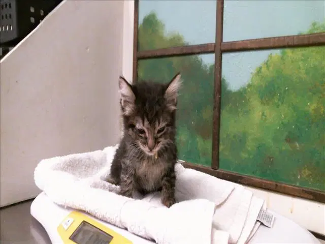 Button - Domestic Medium Hair