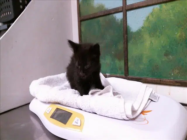 Pip - Domestic Medium Hair