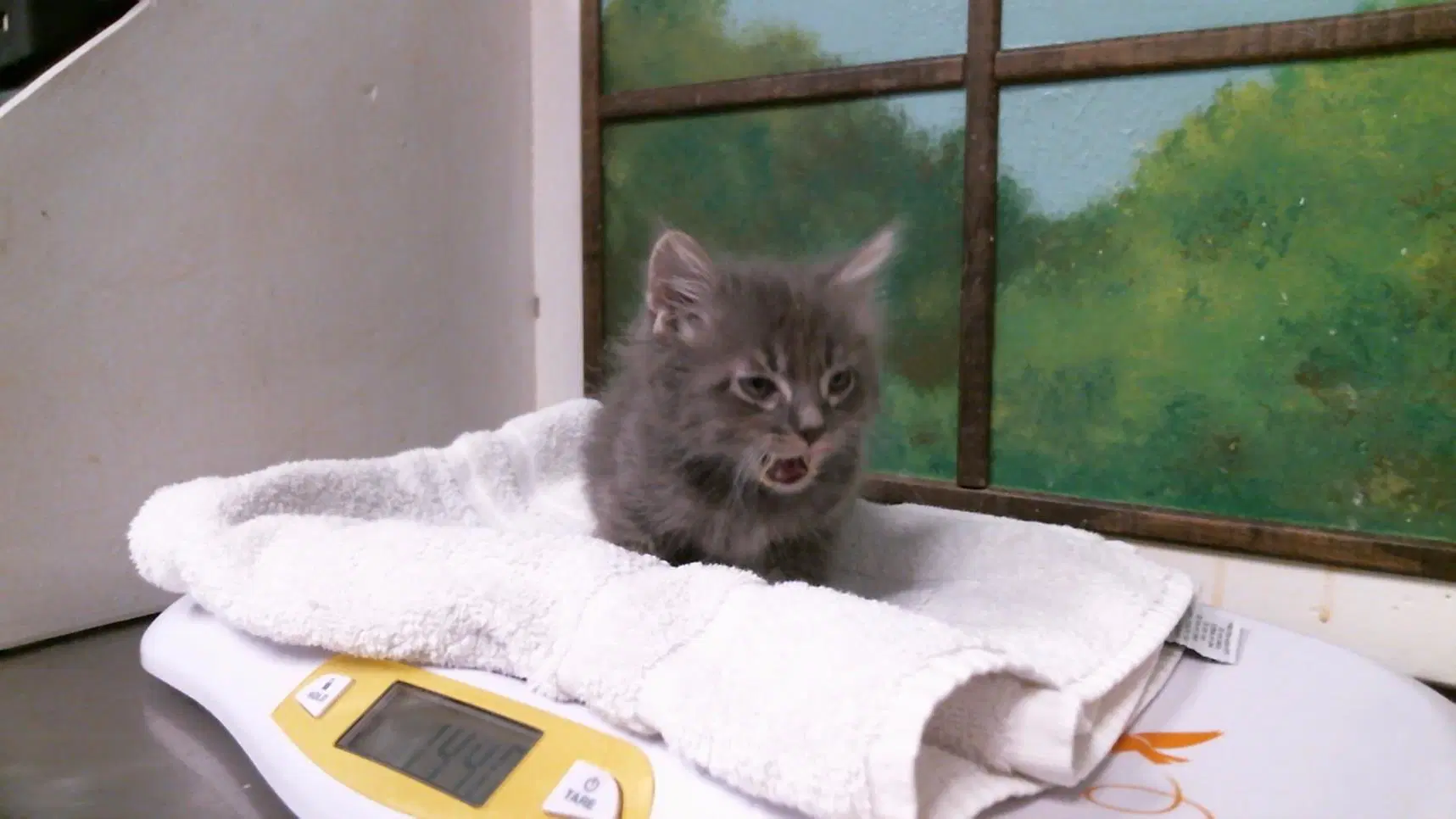 Waffles - Domestic Medium Hair