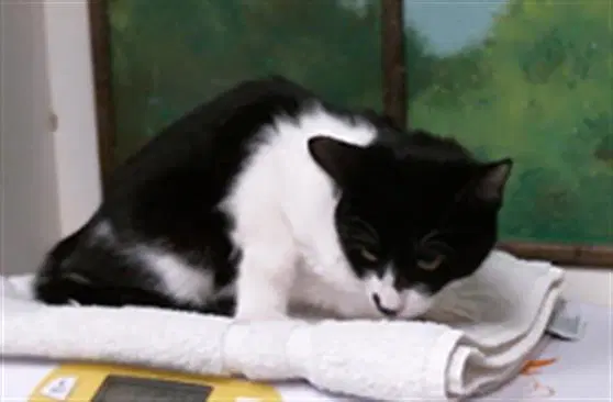 Azura - Domestic Short Hair