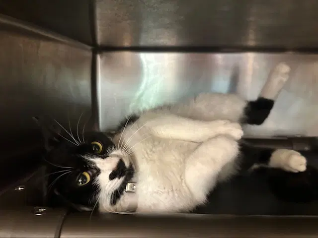 Azura - Domestic Short Hair