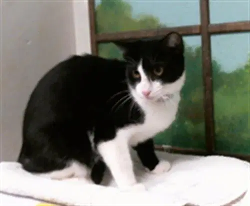 Seraphina - Domestic Short Hair