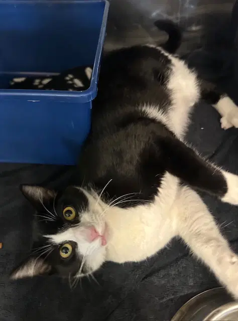 Seraphina - Domestic Short Hair