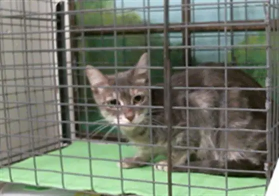 Rosie - Domestic Short Hair
