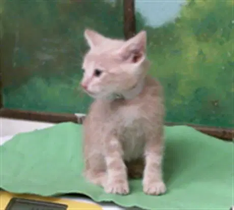 Finn - Domestic Short Hair