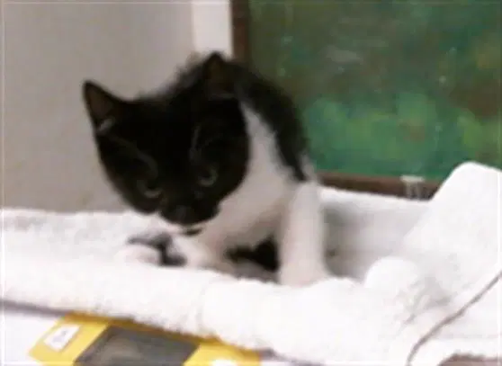 Indigo - Domestic Short Hair