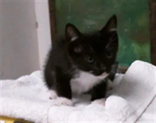 Fable - Domestic Short Hair