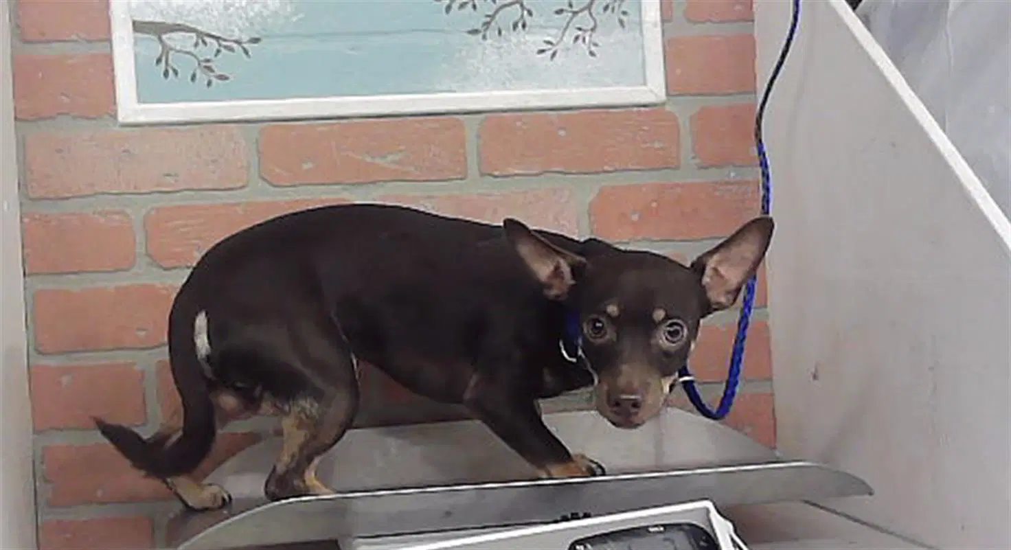 Buddy Boy - Chihuahua