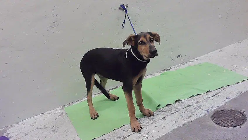 Unknown - Labrador Retriever
