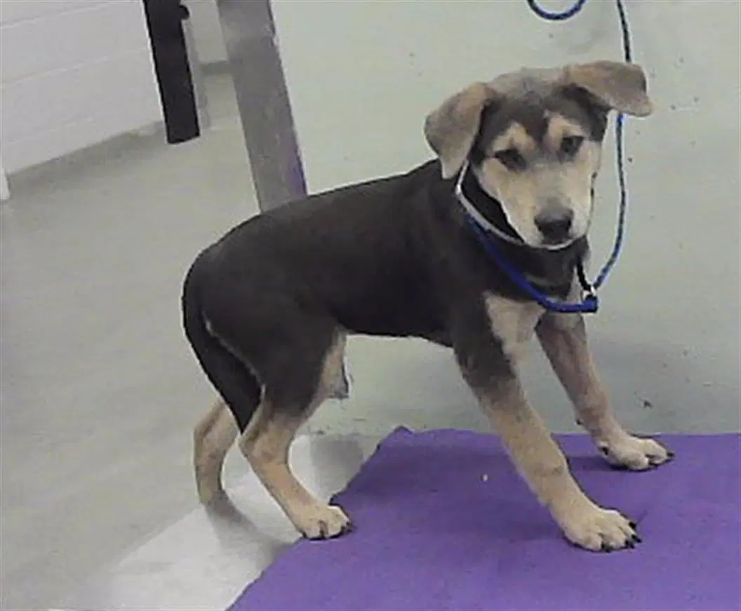 Gorda - German Shepherd Dog