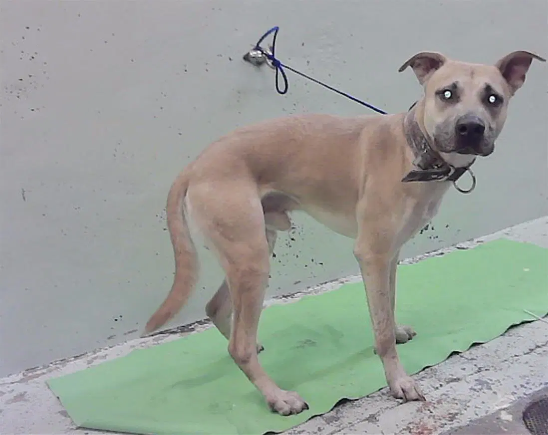 Unknown - Staffordshire Bull Terrier