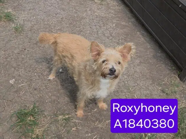 Roxyhoney - Chihuahua