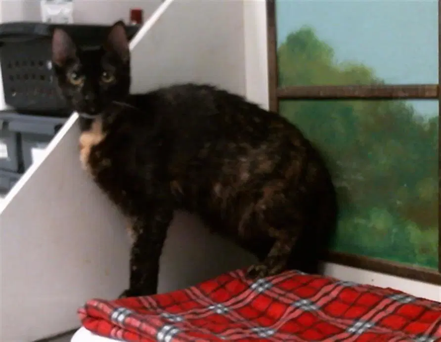 Coffee - Domestic Short Hair
