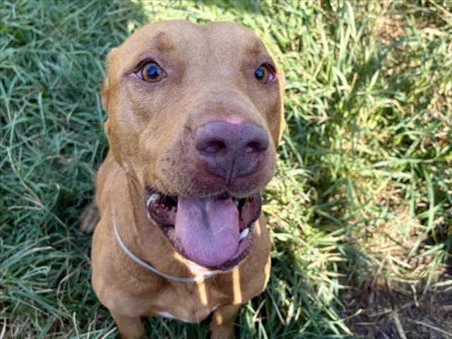 Unknown - Staffordshire Bull Terrier