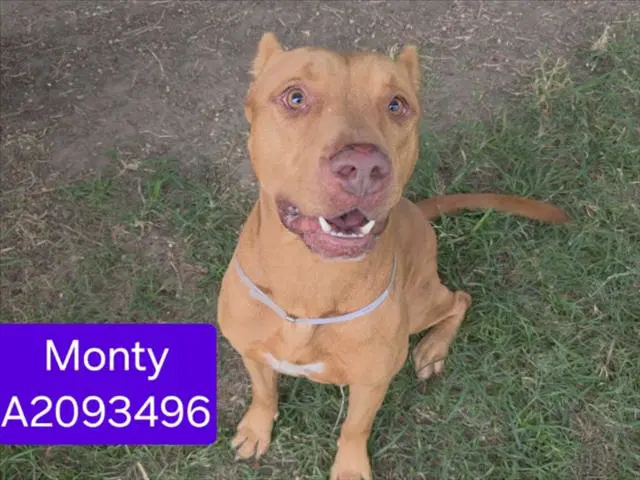 Unknown - Staffordshire Bull Terrier