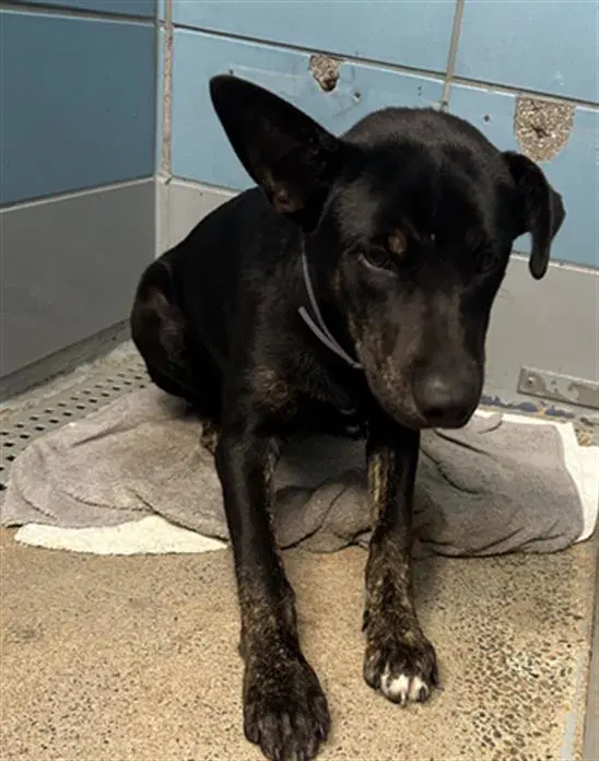 Bruno - Labrador Retriever
