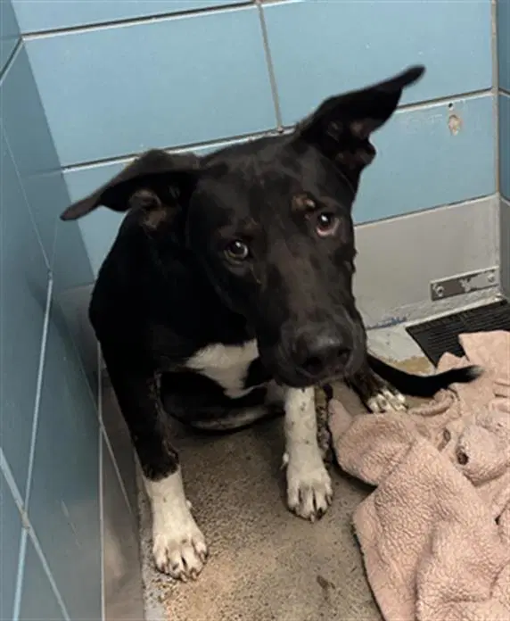 Unknown - Staffordshire Bull Terrier