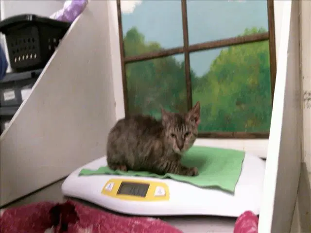 Unknown - Domestic Short Hair