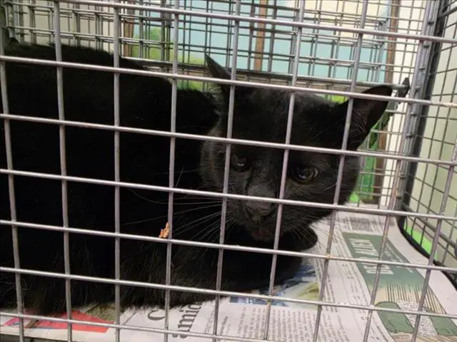 Yuli - Domestic Short Hair