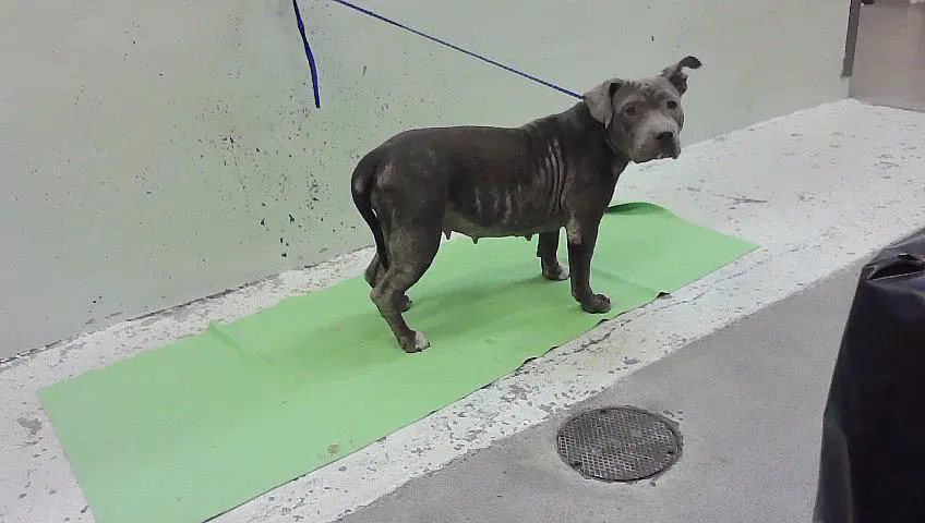 Luna - Staffordshire Bull Terrier