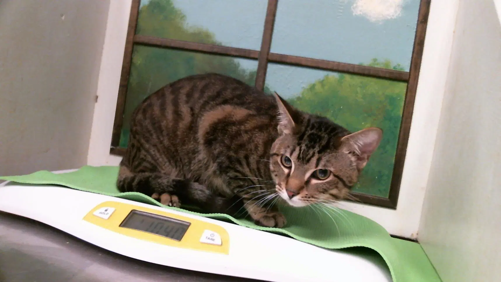 Nibble - Domestic Short Hair