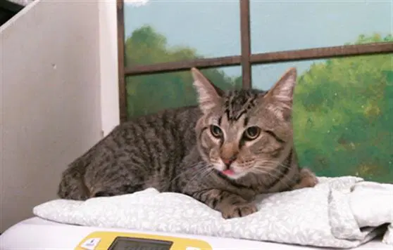 Jax - Domestic Short Hair