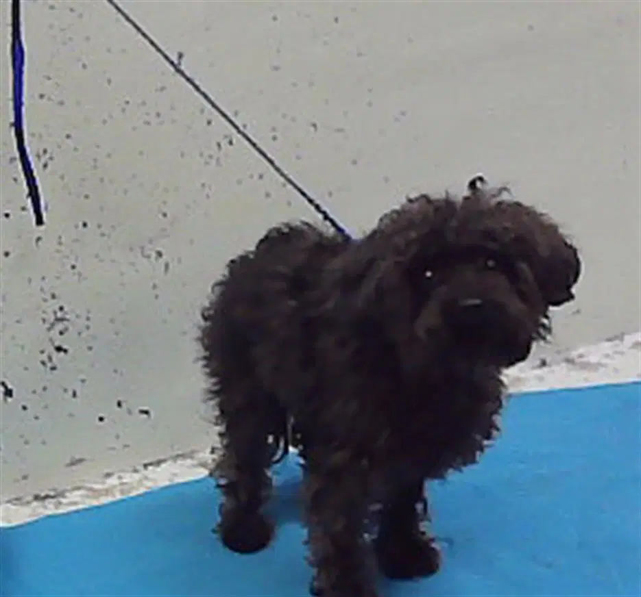Charlie - Poodle (Miniature)
