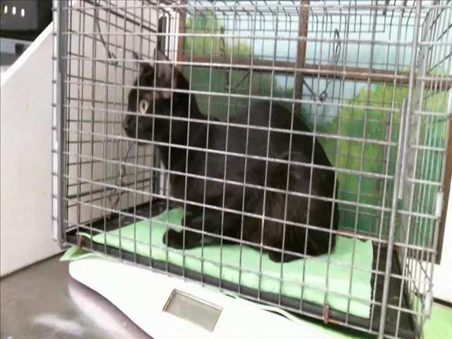 Unknown - Domestic Short Hair