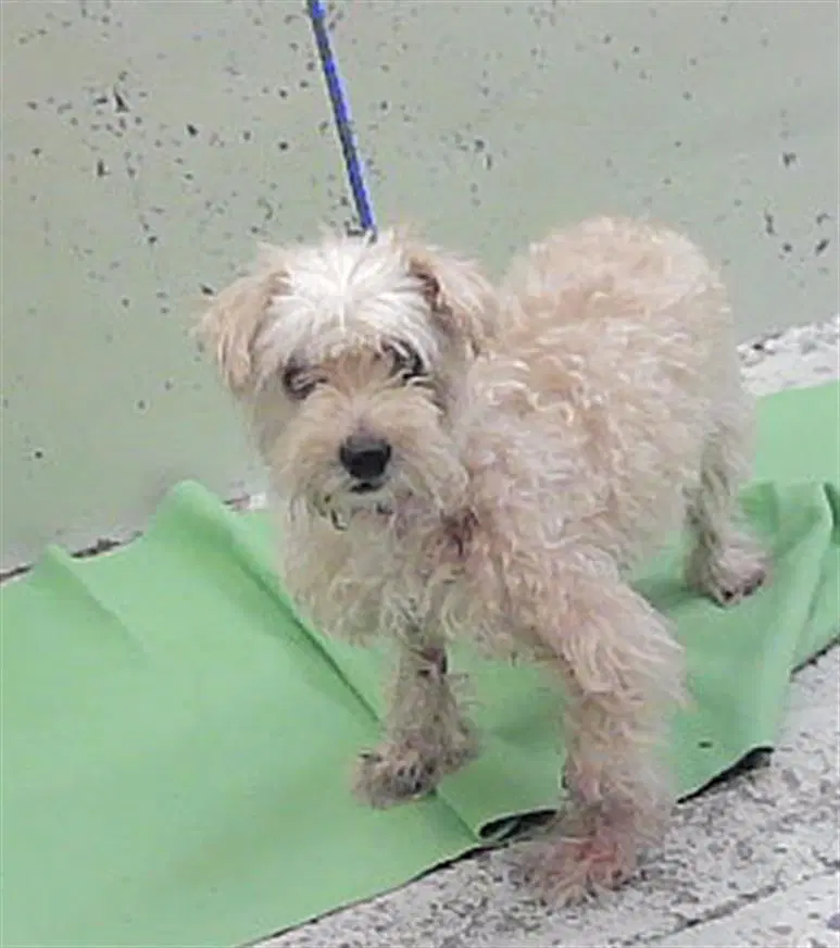 Unknown - Poodle (Toy)