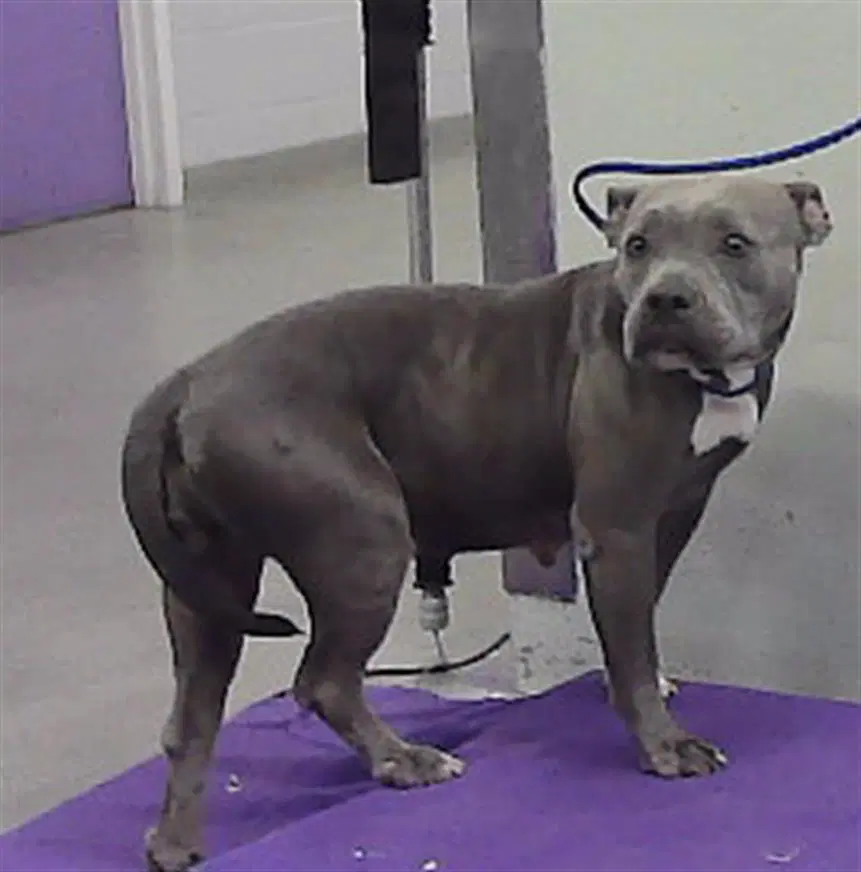 Unknown - Staffordshire Bull Terrier