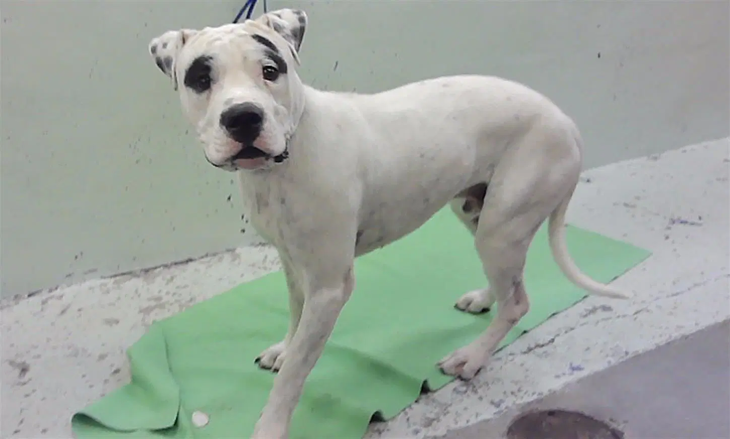 Ghost - Dogo Argentino