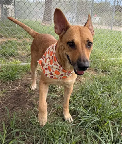 Cindy - German Shepherd Dog
