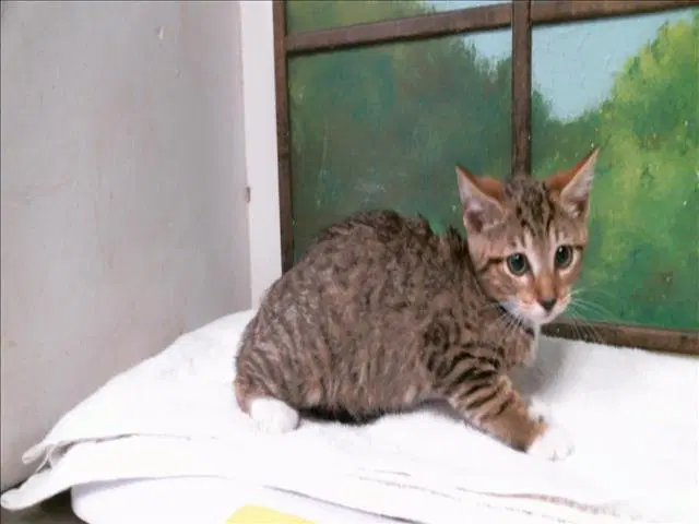 Melanie - Domestic Short Hair